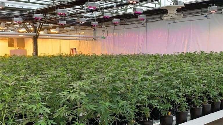 Licensed & Operating Cannabis Greenhouse